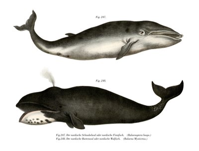 Fin Whale by German School